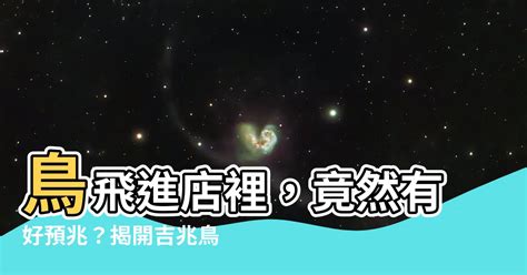 鳥飛進店裡|【有鳥飛來家裡】鳥兒飛進家裡：吉兆還是兇兆？聽聽。